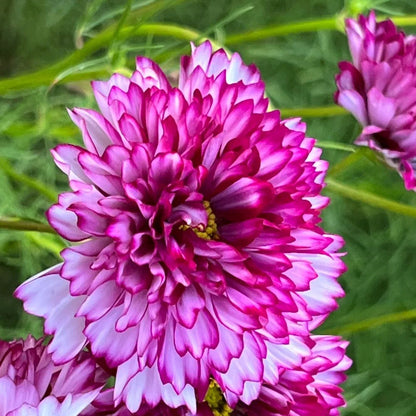 Cosmos Bicolor Flower seeds for Planting Shade Tolerant Heirloom & GMO Free Seeds for Home Garden