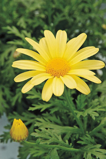 Cottage Garden Bellis Perennis Plants