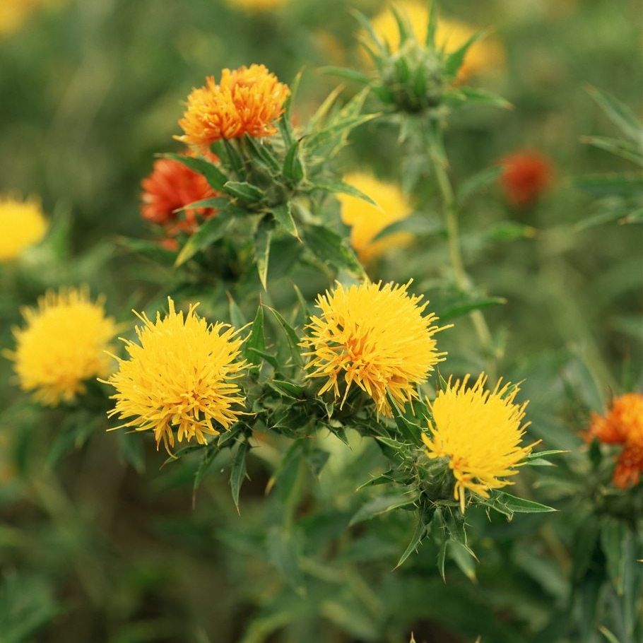 Carthamus Flower seeds for Planting Compact Growth, Heirloom & GMO Free Seeds for Home Garden vegetable and garden seeds