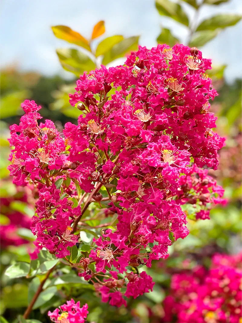 Myrtle Flower seeds for Planting Drought Tolerant Heirloom & GMO Free Seeds for Home Garden
