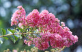 Crepe Myrtle Flower seeds for Planting Premium Quality, Heirloom & GMO Free Seeds for Home Garden seeds for planting