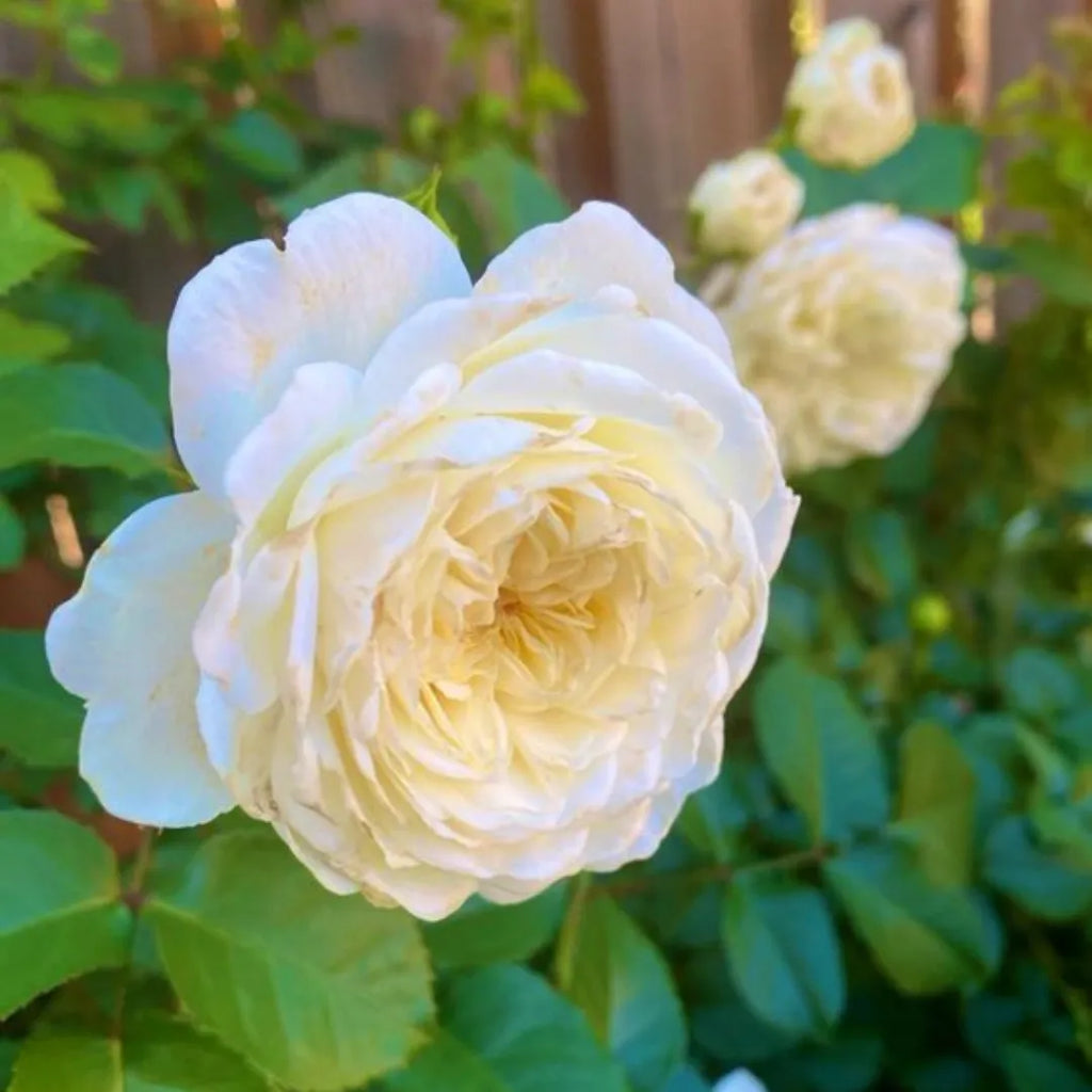 High quality Moonlight Rose Flower seeds for Planting Pollinator Friendly, Heirloom & GMO Free Seeds for Home Garden Sale seeds pack