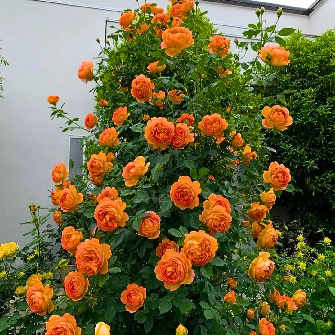 Deep Orange Climbing Rose Seeds for Planting
