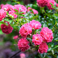 Red Pink Climbing Rose Flower seeds for Planting Bright Blooms, Heirloom & GMO Free Seeds for Home Garden Sale seeds for planting