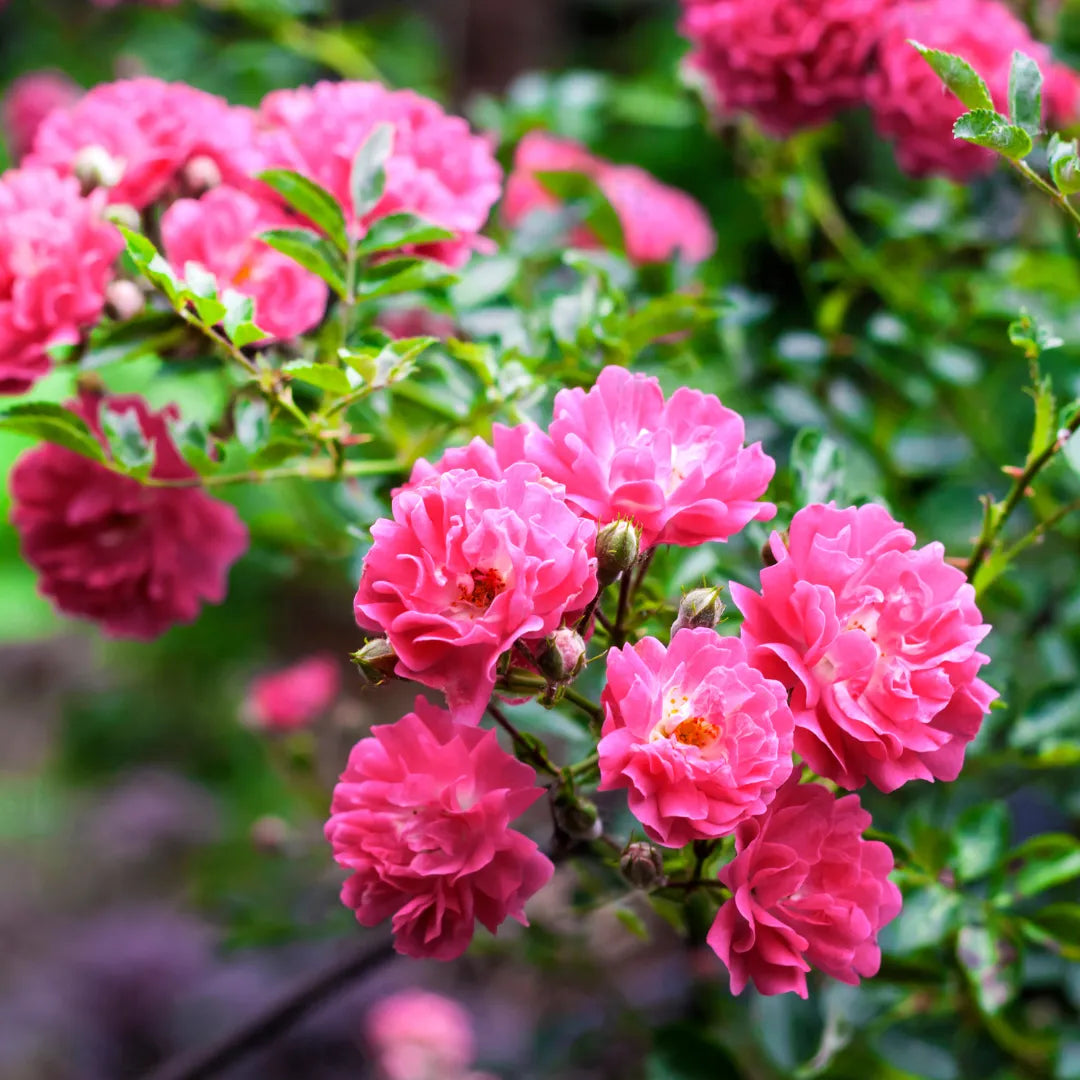 Red Pink Climbing Rose Flower seeds for Planting Bright Blooms, Heirloom & GMO Free Seeds for Home Garden Sale seeds for planting