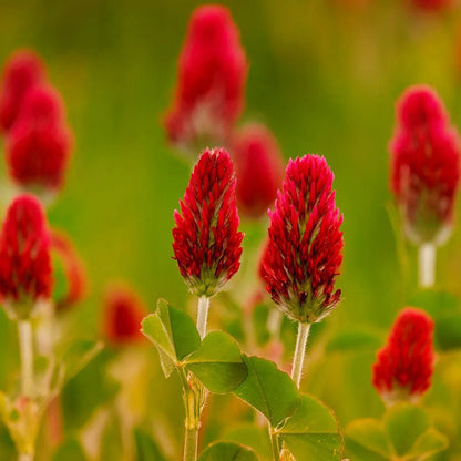 Crimson Clover Flower seeds for Planting Cut Flower Favorite Heirloom & GMO Free Seeds for Home Garden