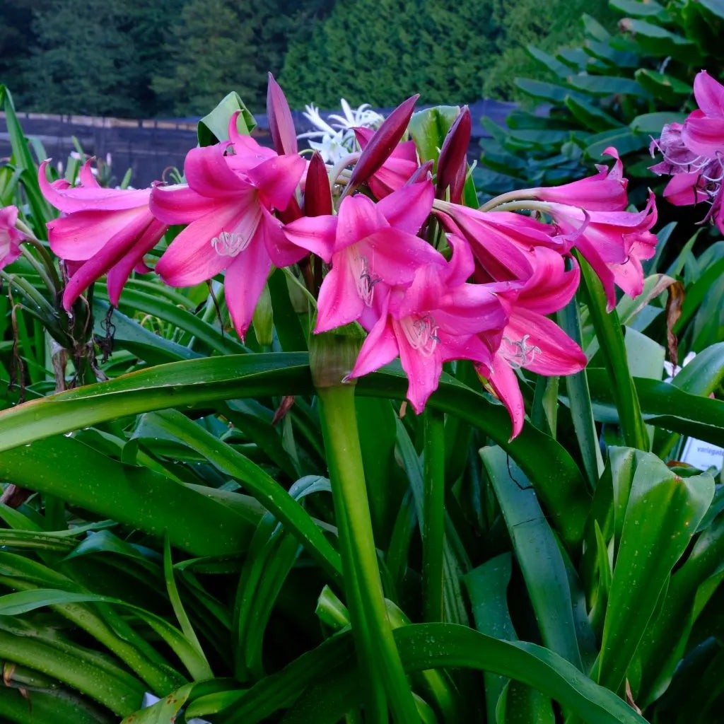 Crinum Flower seeds for Planting Fragrant Blossoms Heirloom & GMO Free Seeds for Home Garden