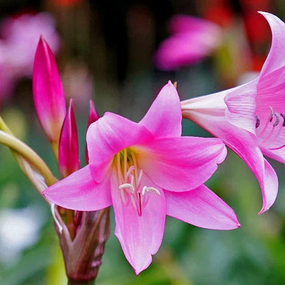 Crinum Flower seeds for Planting Fragrant Blossoms Heirloom & GMO Free Seeds for Home Garden