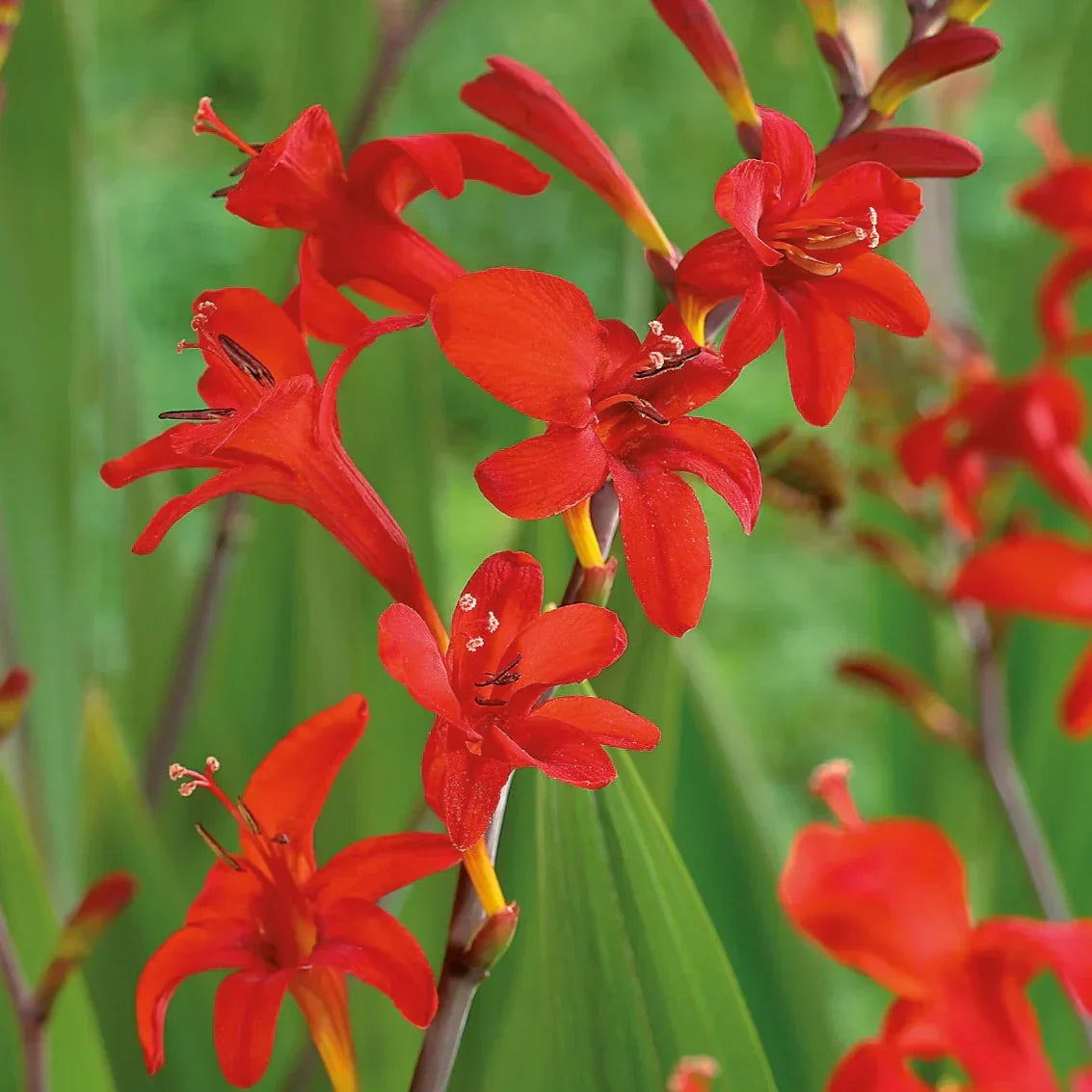 Heirloom Crocosmia Flower seeds for Planting Low Maintenance Heirloom & GMO Free Seeds for Home Garden