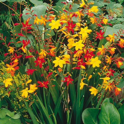 Crocosmia Flower seeds for Planting Wildflower Mix, Heirloom & GMO Free Seeds for Home Garden vegetable and garden seeds