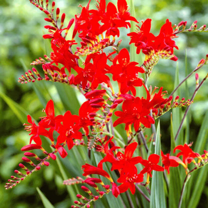 Heirloom Crocosmia Flower seeds for Planting Low Maintenance Heirloom & GMO Free Seeds for Home Garden