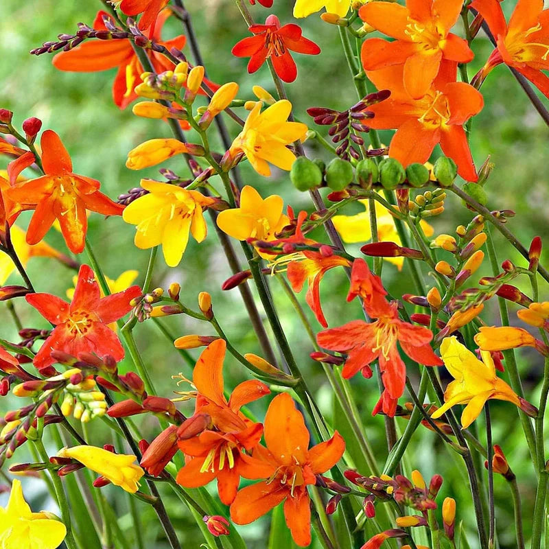 Premium Crocosmia Flower seeds for Planting Wildflower Mix, Heirloom & GMO Free Seeds for Home Garden seeds