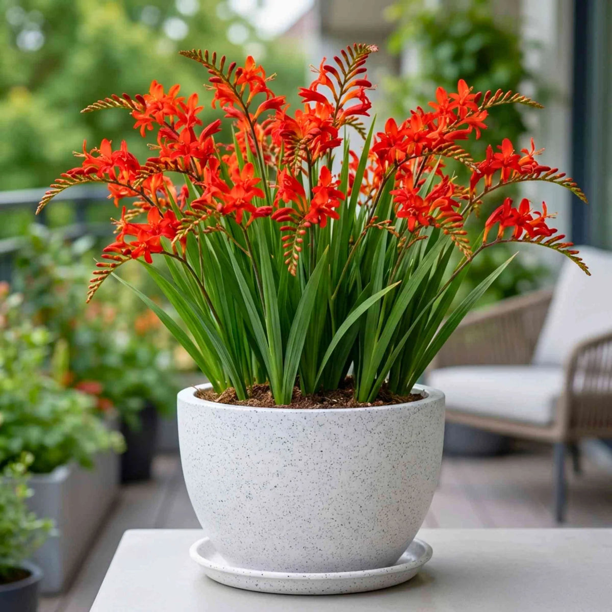 Heirloom Crocosmia Flower seeds for Planting Low Maintenance Heirloom & GMO Free Seeds for Home Garden