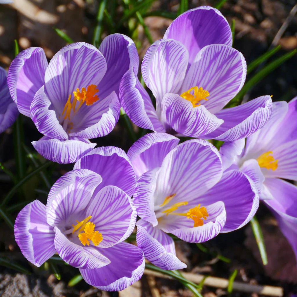 Mixed Colors Crocus Flower seeds for Planting Shade Tolerant, Heirloom & GMO Free Seeds for Home Garden seeds for home gardening