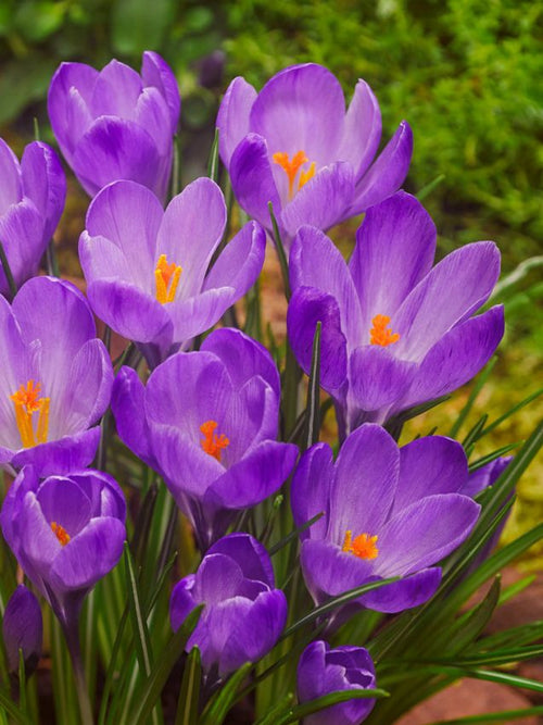 Premium Blue Ocean crocus Flower seeds for Planting Colorful Display, Heirloom & GMO Free Seeds for Home Garden seeds