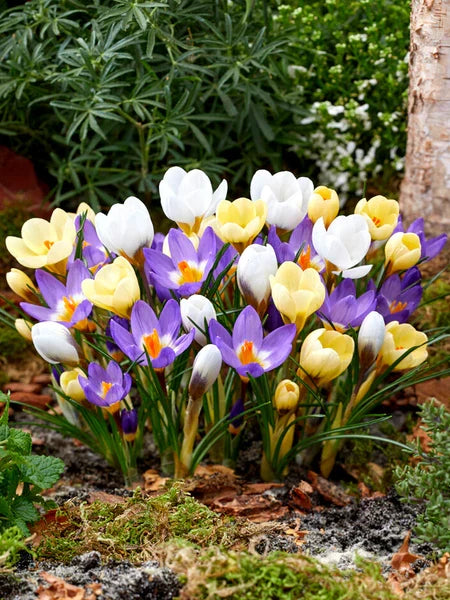 Mixed Crocus Flower seeds for Planting Compact Growth, Heirloom & GMO Free Seeds for Home Garden vegetable and garden seeds