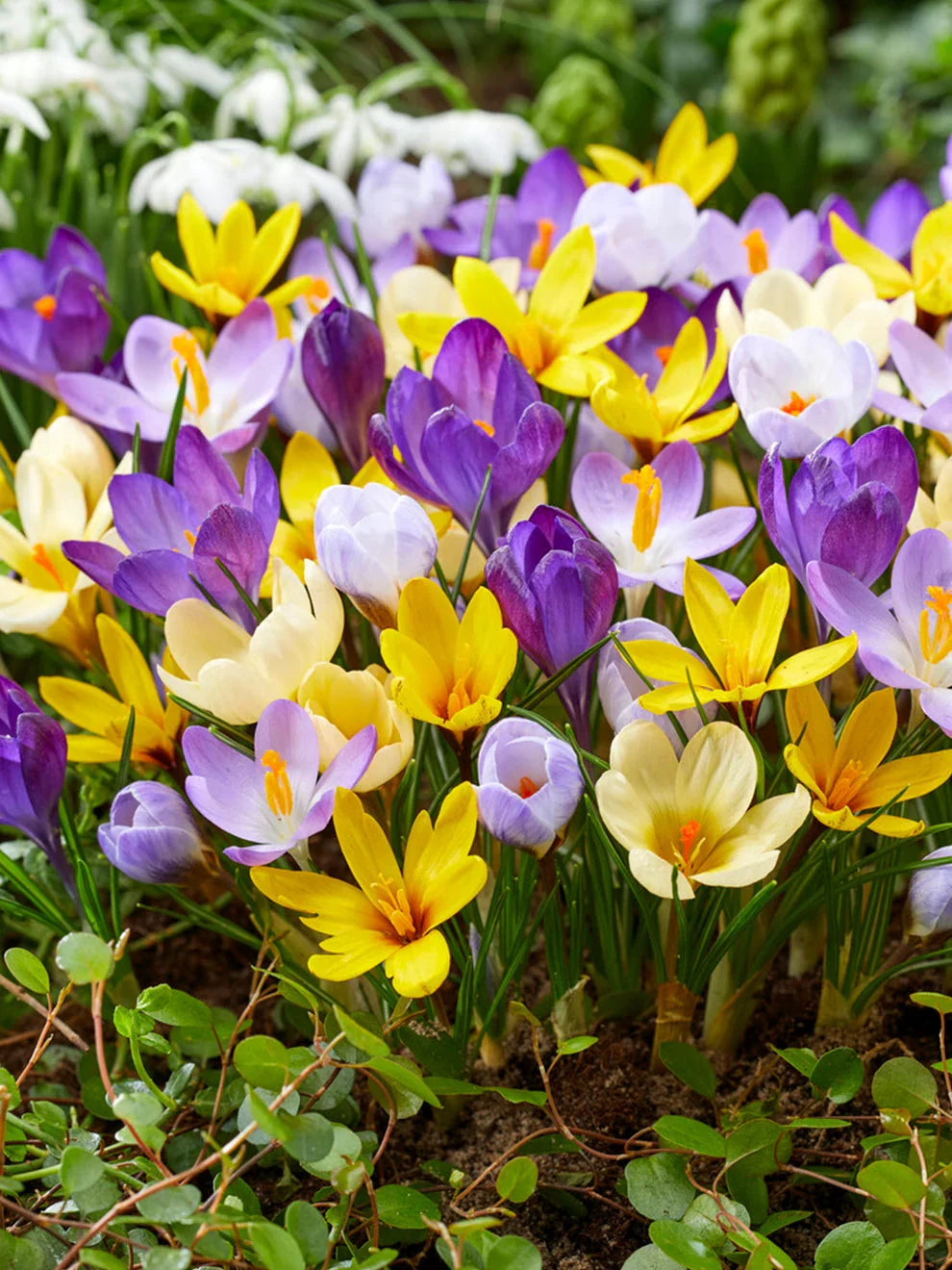 Mixed Crocus Flower seeds for Planting Compact Growth, Heirloom & GMO Free Seeds for Home Garden seeds for planting