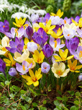 Mixed Crocus Flower seeds for Planting Compact Growth, Heirloom & GMO Free Seeds for Home Garden seeds for planting