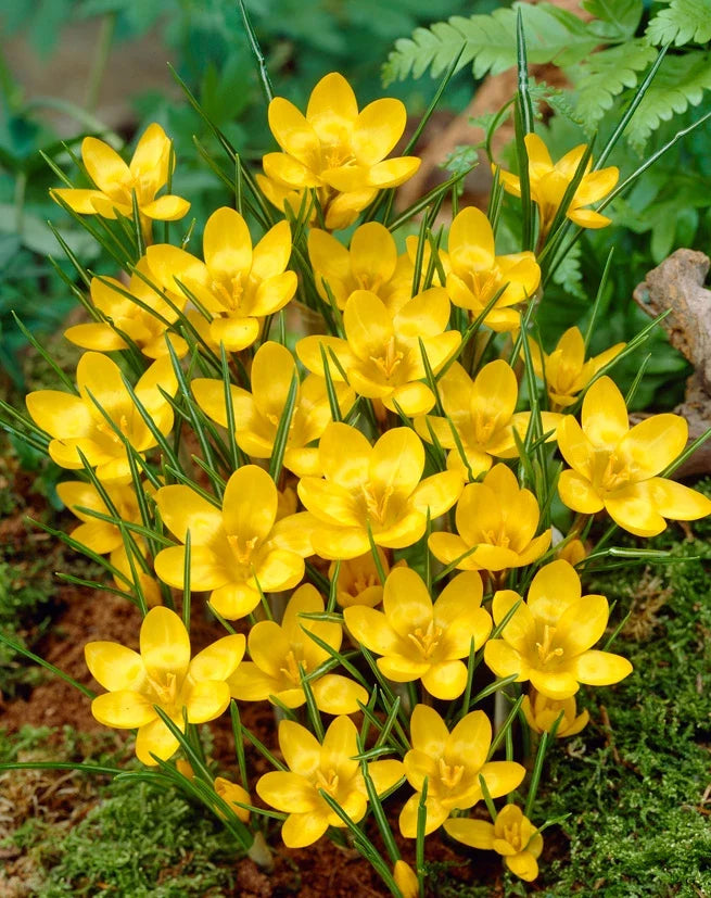 Premium Crocus Sativus Yellow Flower seeds for Planting Garden Favorite, Heirloom & GMO Free Seeds for Home Garden seeds