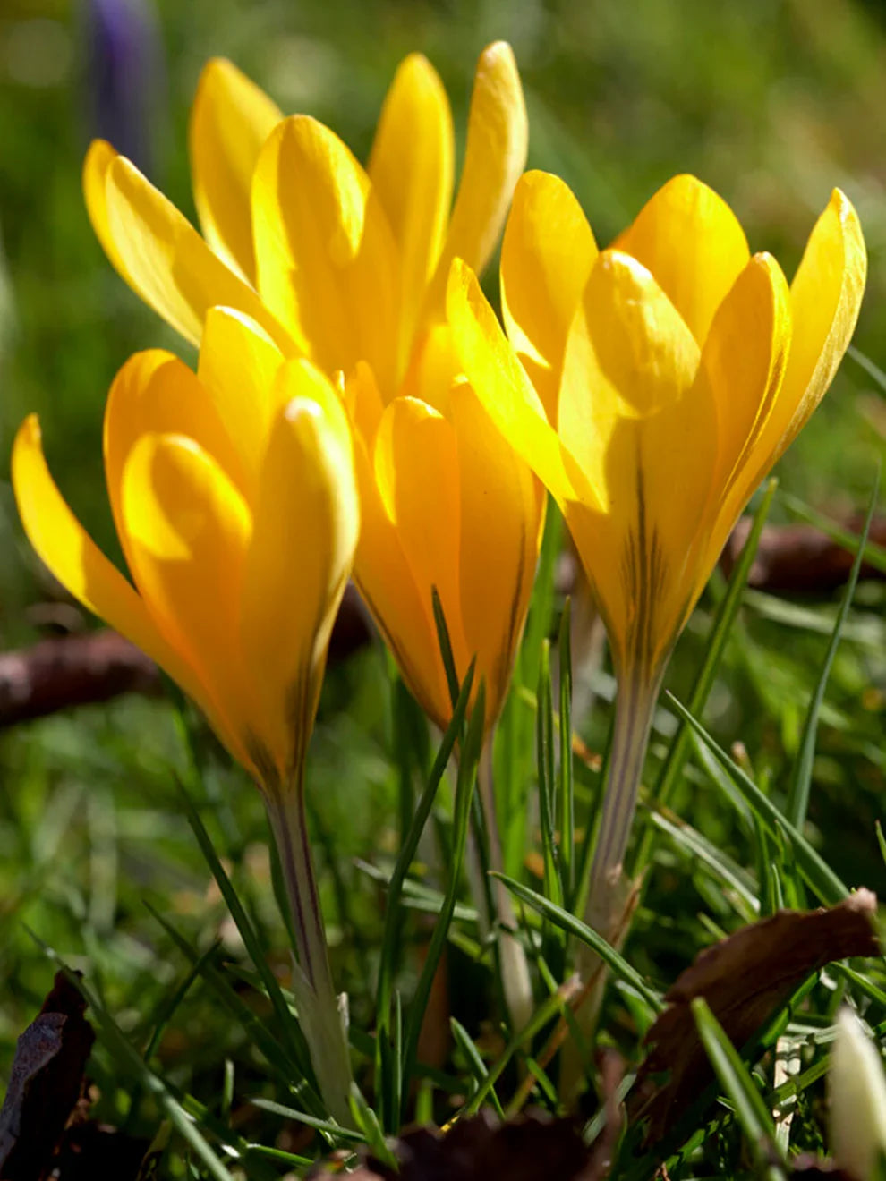 Crocus Sativus Yellow Flower seeds for Planting Garden Favorite, Heirloom & GMO Free Seeds for Home Garden seeds for planting