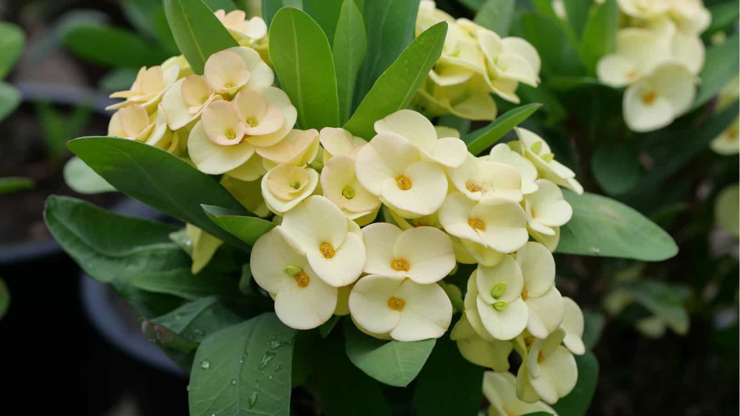 Crown of Thorn Flower seeds for Planting - Premium Quality, Heirloom & GMO Free Seeds for Home Garden