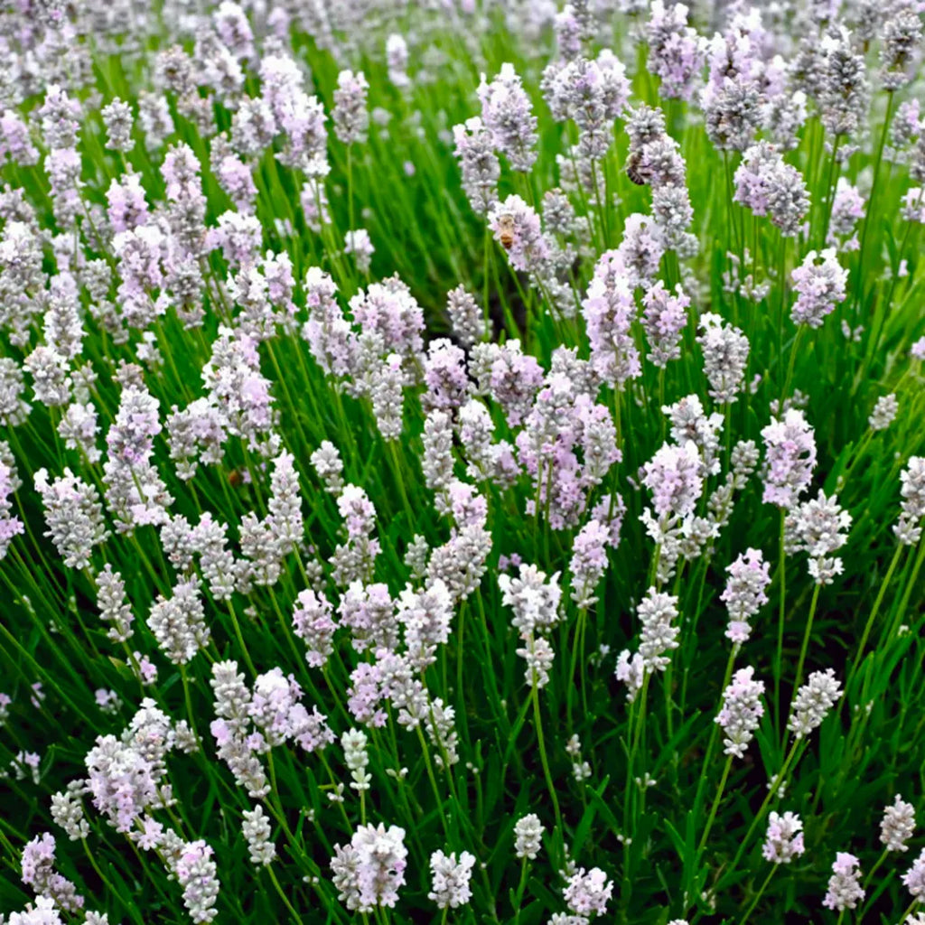 Premium White Provence Lavender Flower seeds for Planting Drought Tolerant, Heirloom & GMO Free Seeds for Home Garden seeds