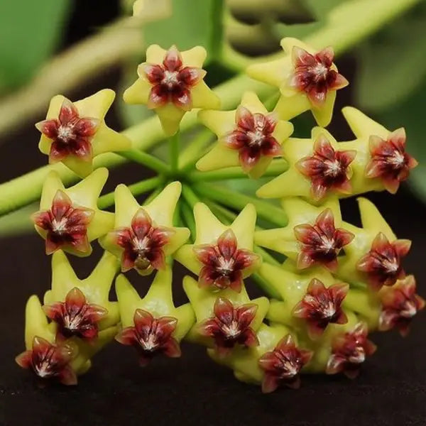 Hoya Bloom Flower seeds for Planting Drought Tolerant, Heirloom & GMO Free Seeds for Home Garden vegetable and garden seeds