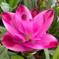 Pink Turmeric Flower seeds for Planting Pollinator Friendly, Heirloom & GMO Free Seeds for Home Garden seeds for planting