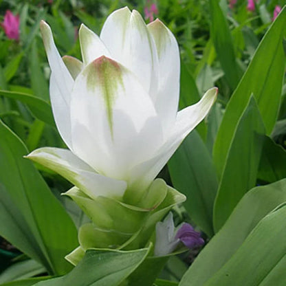 Alismatifolia Flower Seeds for Planting White - Enjoy the Elegant White Alismatifolias in Your Space