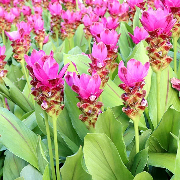 Curcuma Flower seeds for Planting - Perfect for Borders, Heirloom & GMO Free Seeds for Home Garden