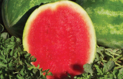 Sweet Seedless Watermelon Seeds for Planting and Delicious Treats