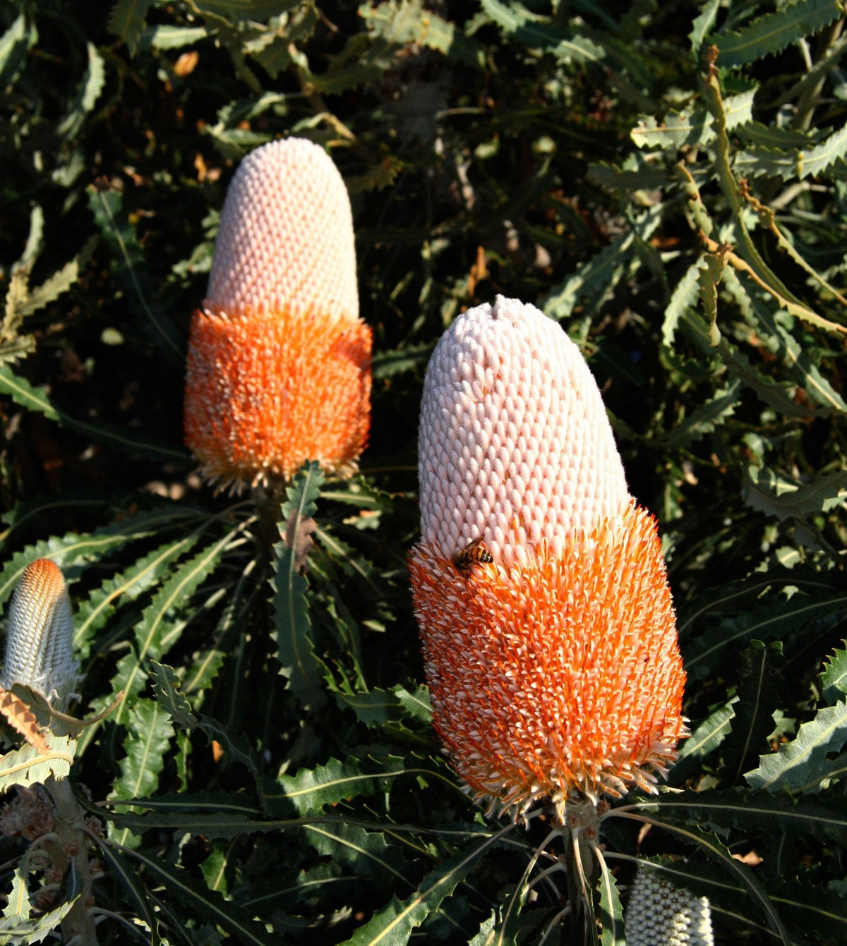 Banksia Flower seeds for Planting Colorful Display Heirloom & GMO Free Seeds for Home Garden