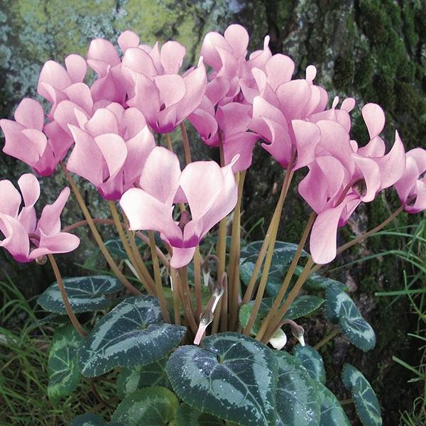 Pale Pink Cyclamen Flower seeds for Planting Shade Tolerant, Heirloom & GMO Free Seeds for Home Garden vegetable and garden seeds