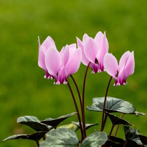 Violet Cyclamen Flower seeds for Planting Drought Tolerant Heirloom & GMO Free Seeds for Home Garden