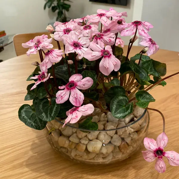 Premium Light Green Cyclamen Flower seeds for Planting Seasonal Bloomer, Heirloom & GMO Free Seeds for Home Garden seeds