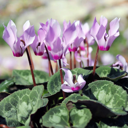 Violet Cyclamen Flower seeds for Planting Drought Tolerant Heirloom & GMO Free Seeds for Home Garden
