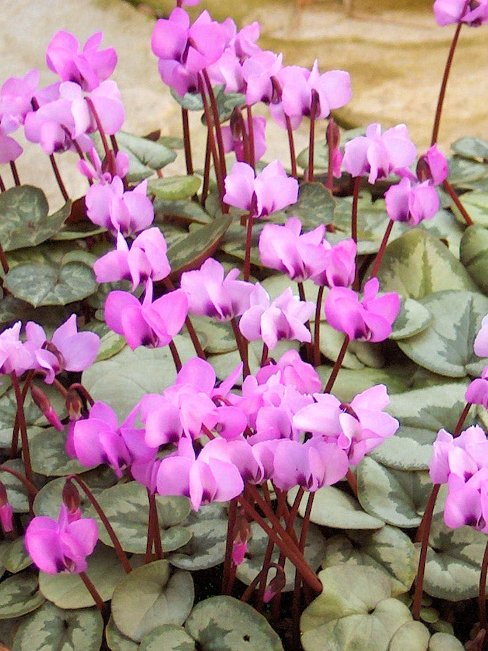 High quality Pale Pink Cyclamen Flower seeds for Planting Shade Tolerant, Heirloom & GMO Free Seeds for Home Garden seeds pack