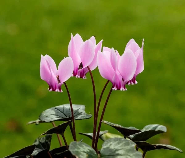Lavender Cyclamen Flower seeds for Planting Fragrant Blossoms, Heirloom & GMO Free Seeds for Home Garden seeds for planting
