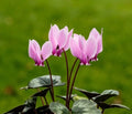 Lavender Cyclamen Flower seeds for Planting Fragrant Blossoms, Heirloom & GMO Free Seeds for Home Garden seeds for planting