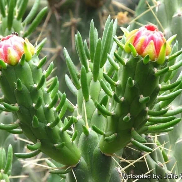 Green Austrocylindropuntia Flower seeds for Planting Cottage Garden Essential, Heirloom & GMO Free Seeds for Home Garden vegetable and garden seeds