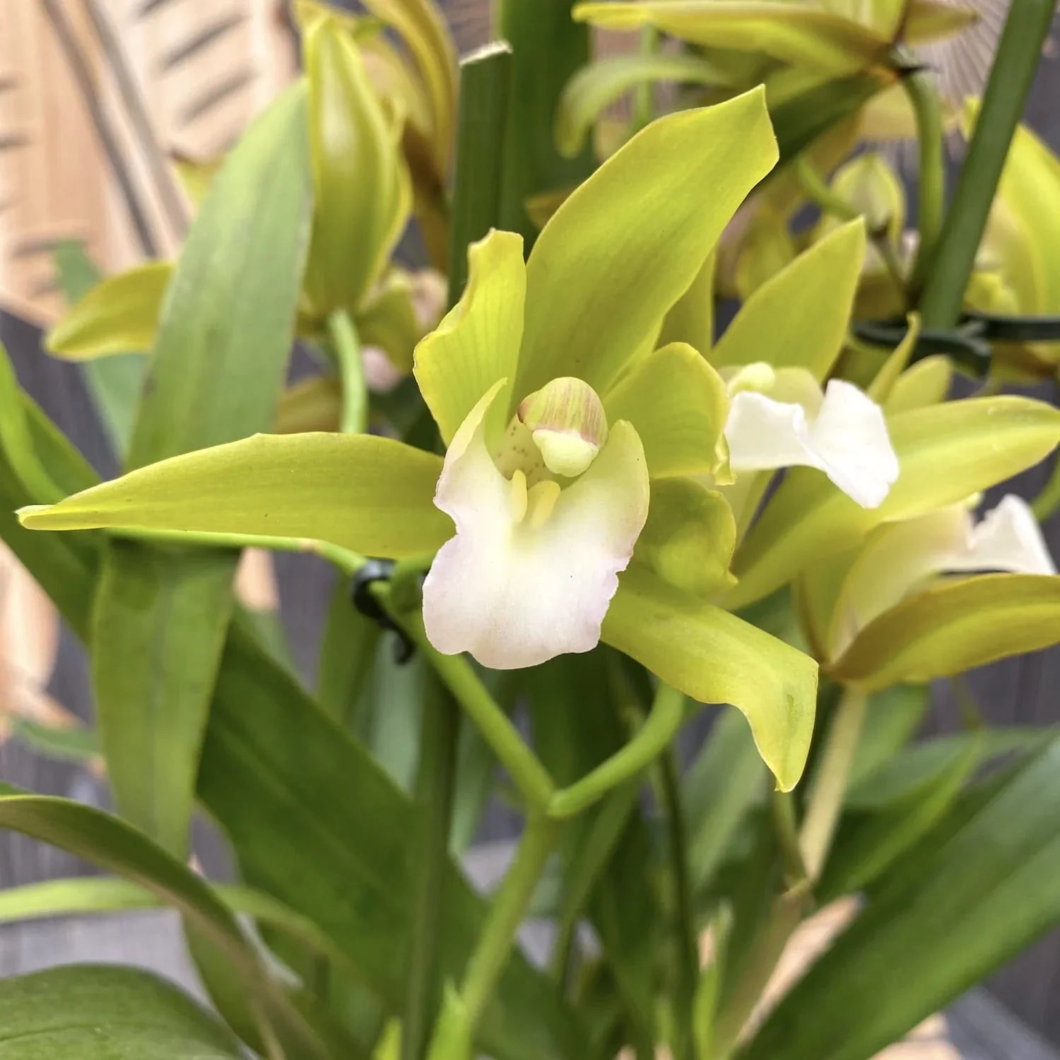 Premium Green Cymbidium Flower seeds for Planting Bright Blooms, Heirloom & GMO Free Seeds for Home Garden seeds