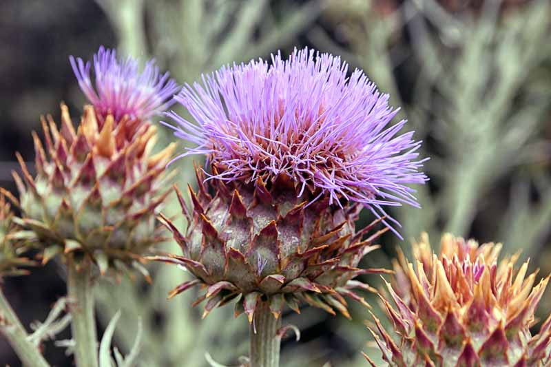 Cynara Flower seeds for Planting Hardy Variety, Heirloom & GMO Free Seeds for Home Garden vegetable and garden seeds