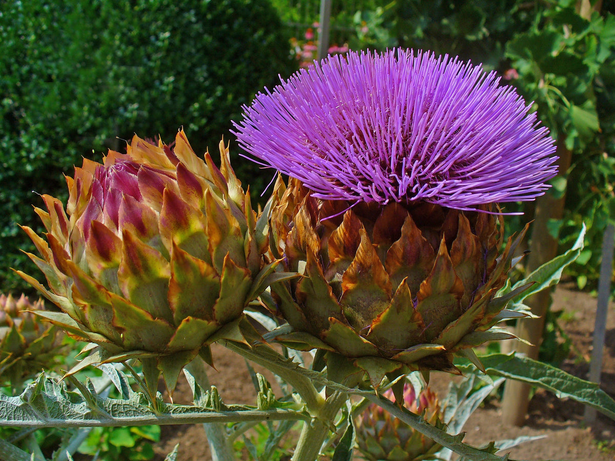 Cynara Flower seeds for Planting Compact Growth Heirloom & GMO Free Seeds for Home Garden