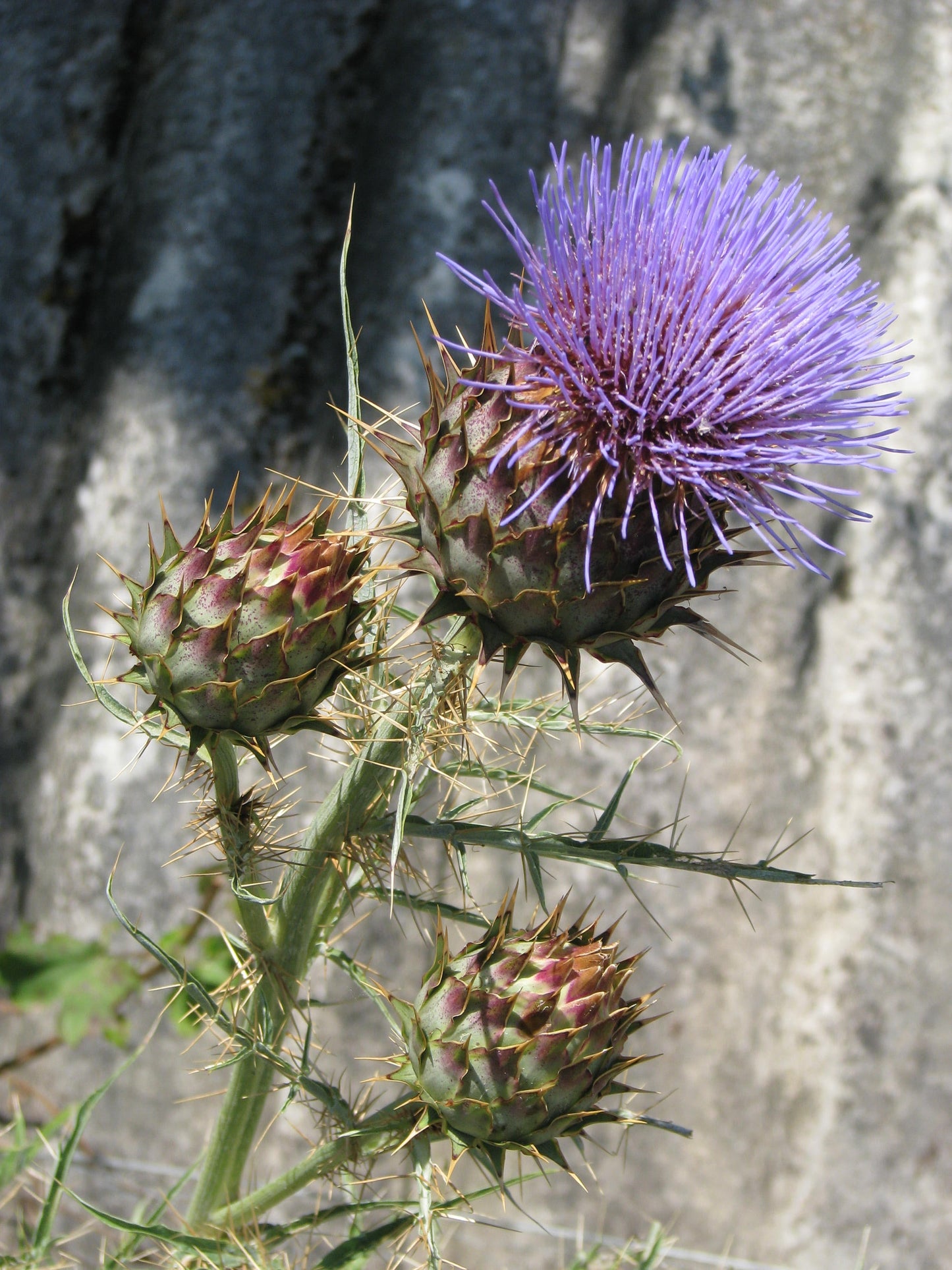 Heirloom Cardo Gigante Flower seeds for Planting Shade Tolerant Heirloom & GMO Free Seeds for Home Garden