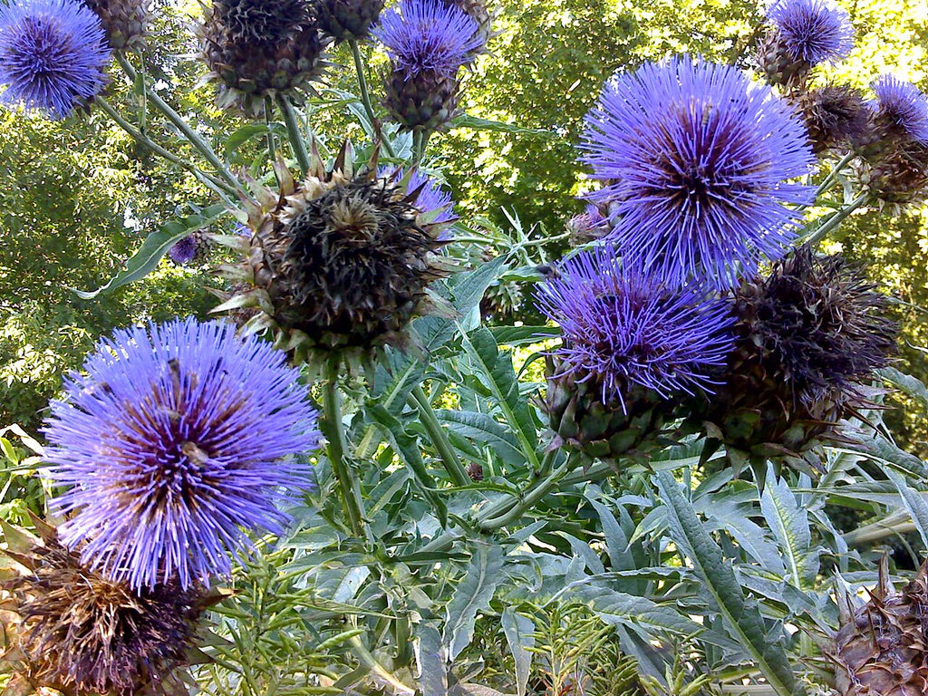 Violet Cardunculus Flower seeds for Planting Garden Favorite, Heirloom & GMO Free Seeds for Home Garden vegetable and garden seeds