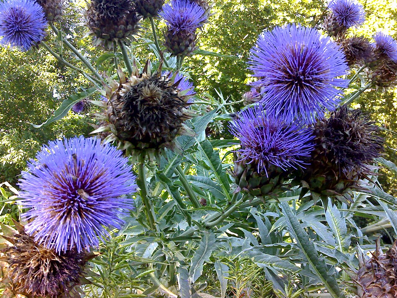 Violet Cardunculus Flower seeds for Planting Garden Favorite, Heirloom & GMO Free Seeds for Home Garden vegetable and garden seeds