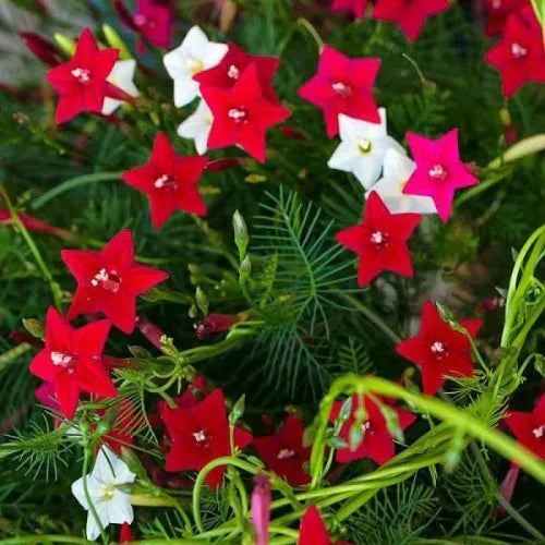Red Cardinal Climber Flower seeds for Planting Drought Tolerant, Heirloom & GMO Free Seeds for Home Garden vegetable and garden seeds