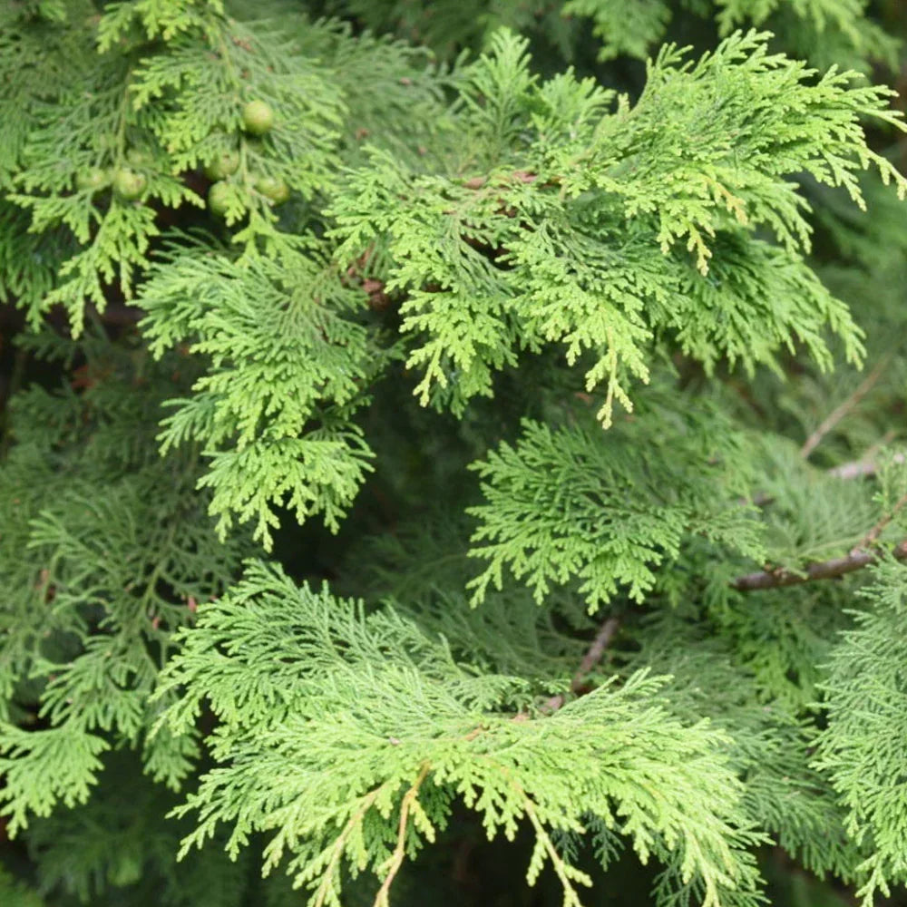 Green Chamaecyparis Obtusa Seeds For Planting