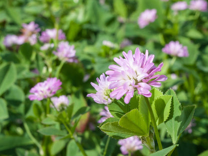Heirloom Persian Clover Flower seeds for Planting Hardy Variety Heirloom & GMO Free Seeds for Home Garden