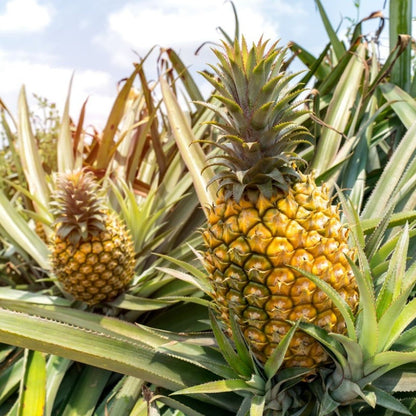 Orange Pineapple Seeds for Planting